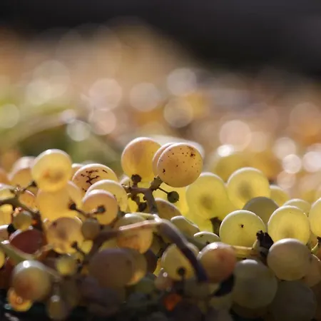Una Terrazza Sulla Malvasia *