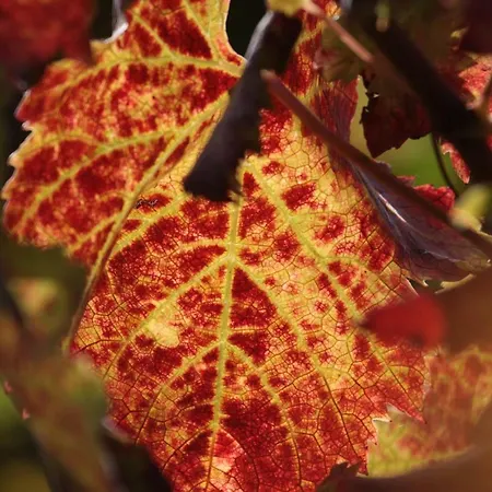Una Terrazza Sulla Malvasia